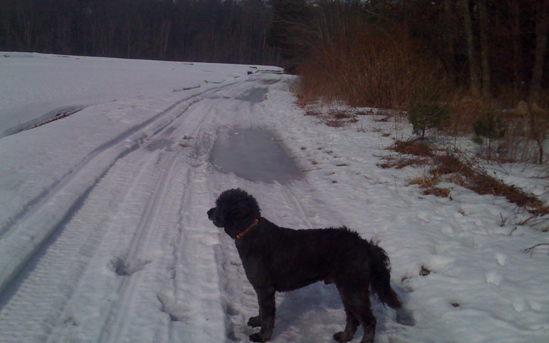 Letting go of Shakespeare by Paula Munier