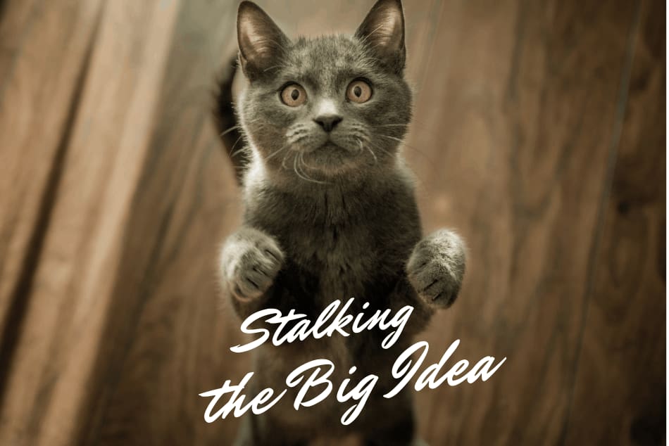 Picture of cat pouncing on camera